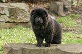 CHOW CHOW 685